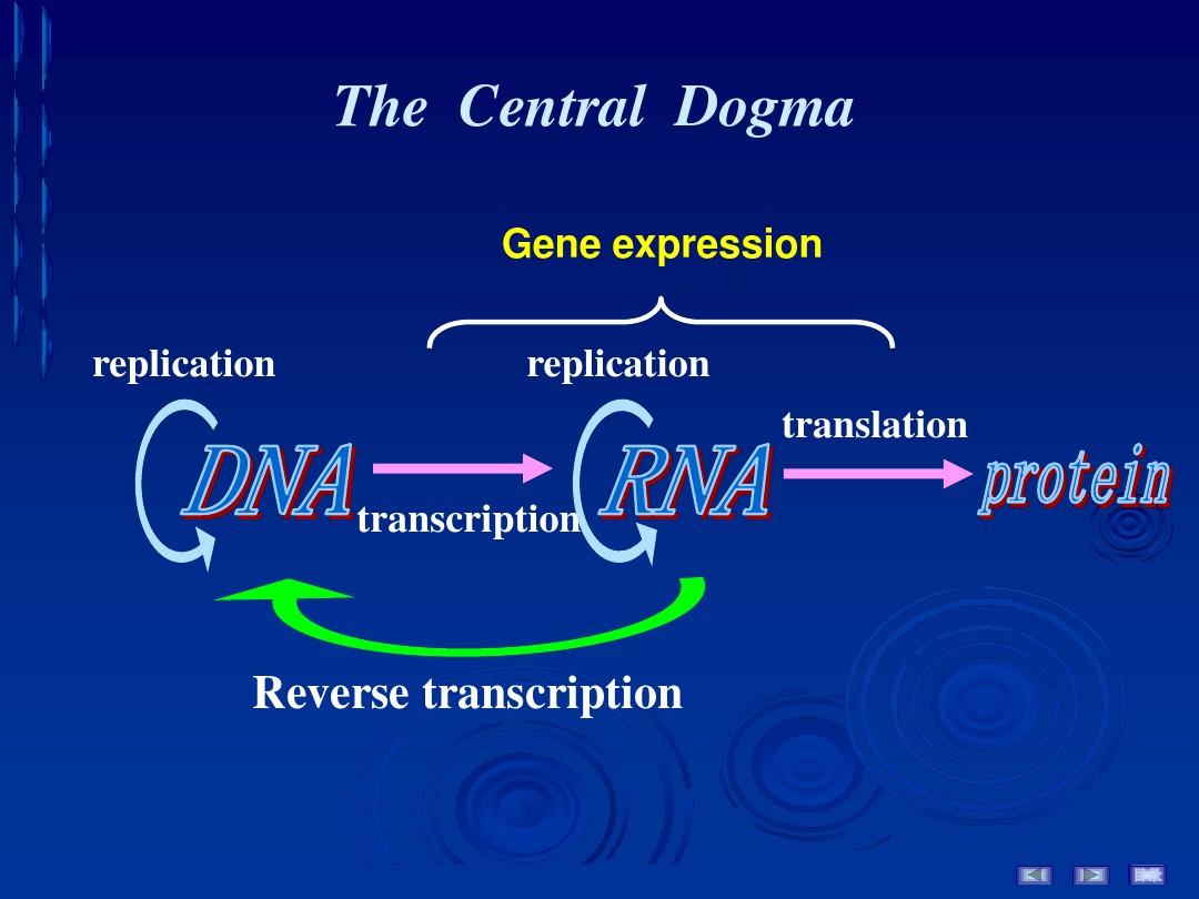 7 第11章 RNA的生物合成