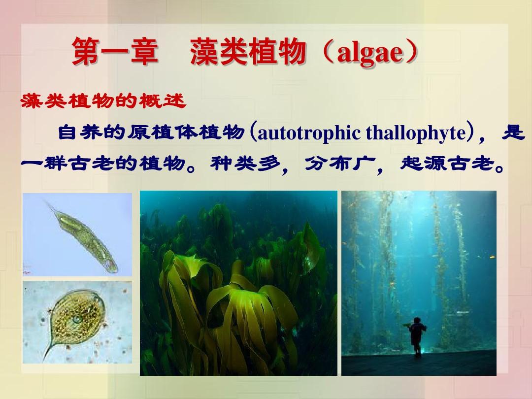 11藻类、菌类植物(上课)