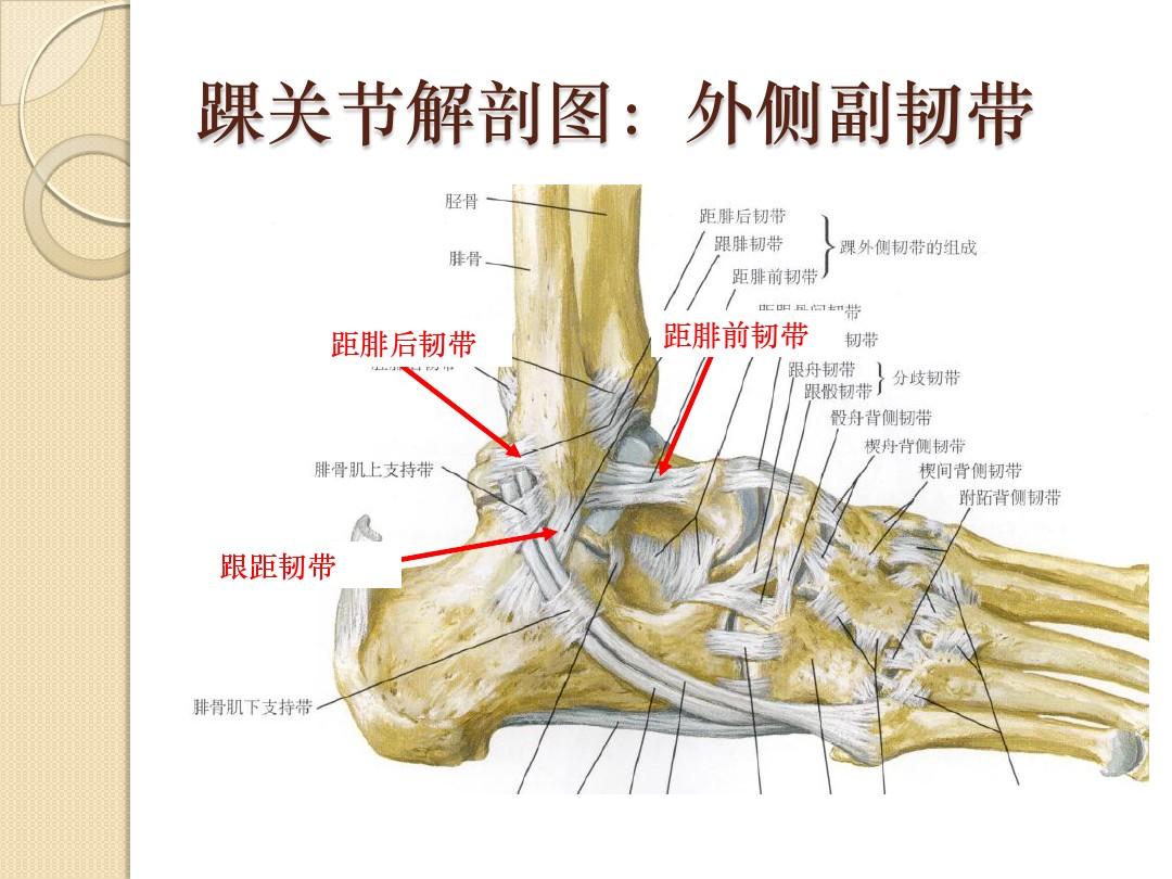 踝关节骨折分型