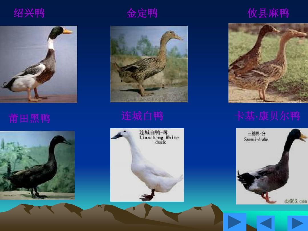 鸭的生理学特性