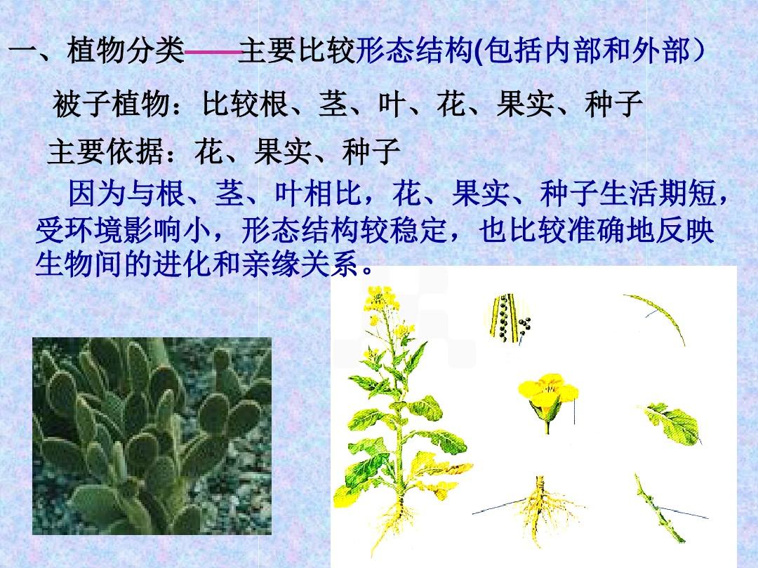人教版八年级生物上册课件 第1 节尝试对植物进行分类