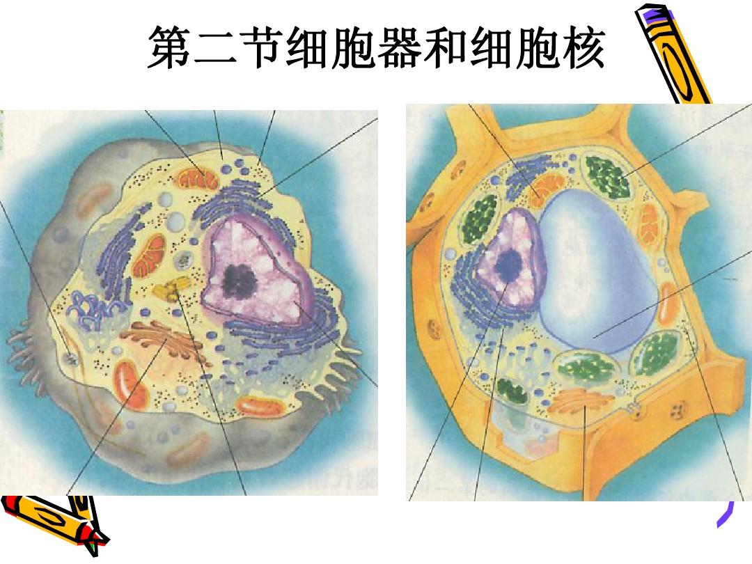 高一生物：3.2《细胞核和细胞器》课件(3)(沪科版第一册)