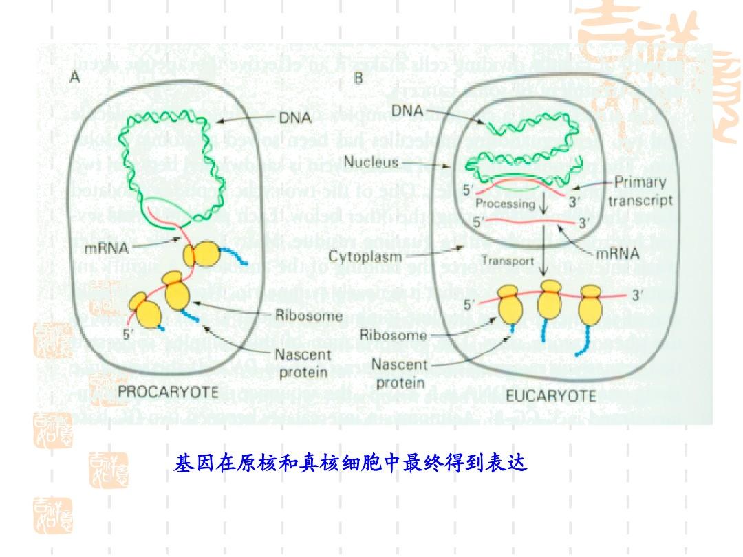 第15章 蛋白质的生物合成-翻译