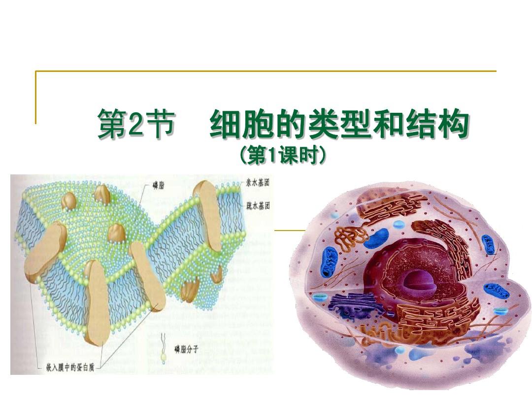 3.2细胞的类型和结构第1课时 原核、真核细胞,细胞膜和细胞壁