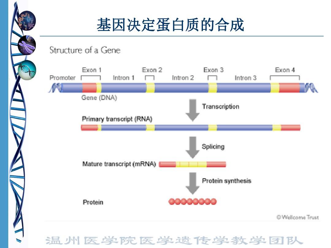 生化遗传学PPT课件 (2)