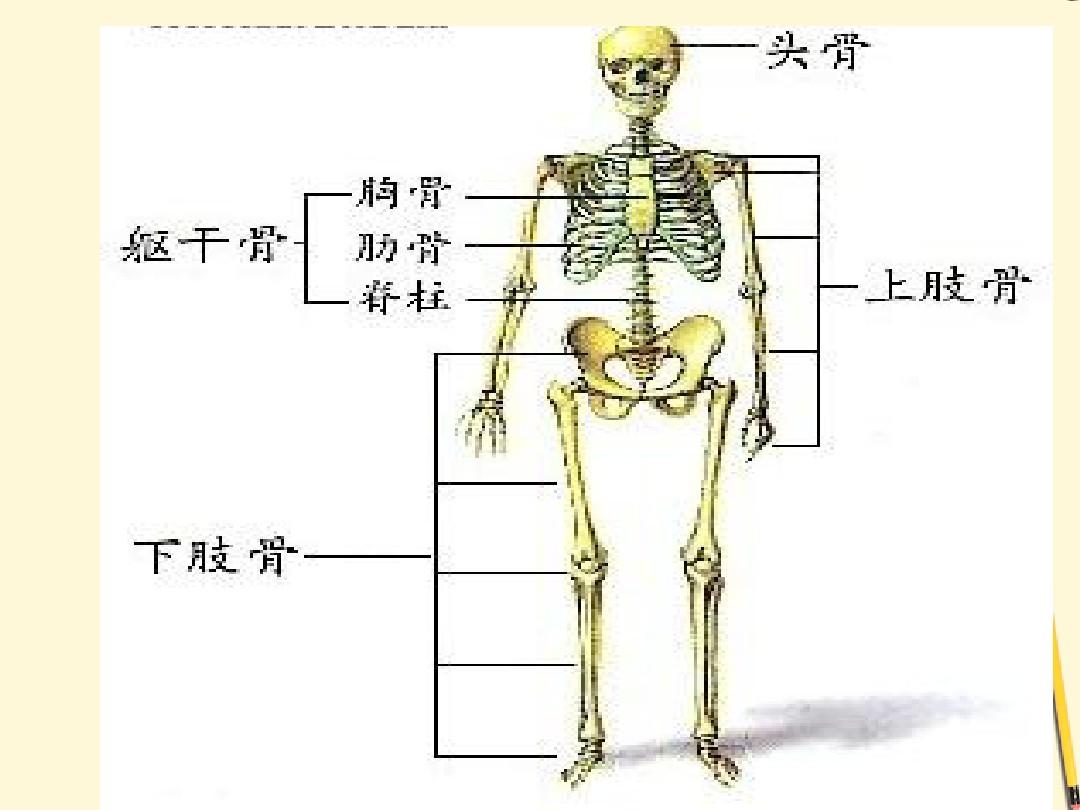 三年级科学下册 骨骼课件1 青岛版
