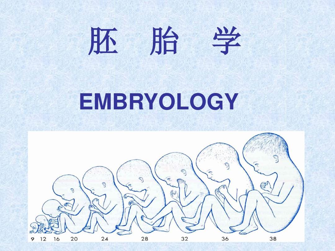 胚胎学PPT课件