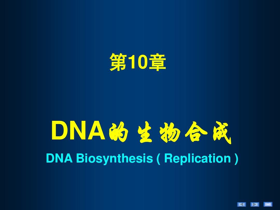 第10章DNA的生物合成