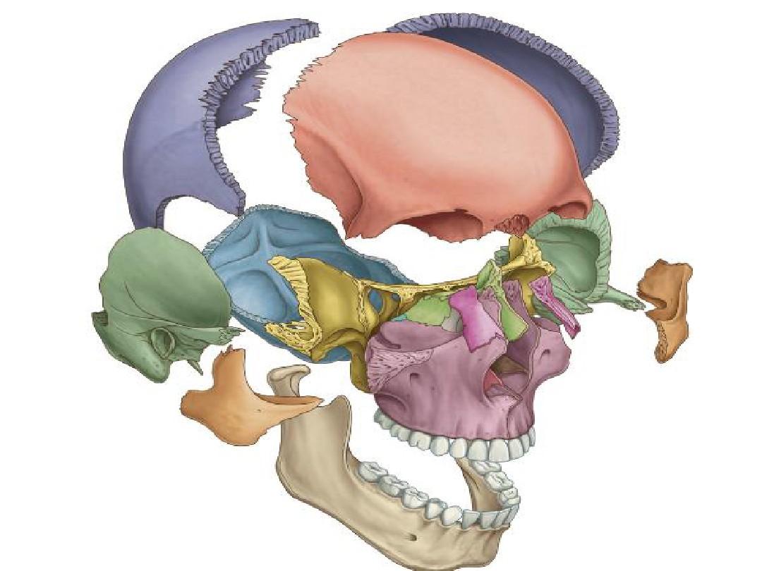 颅脑解剖(精美图片)