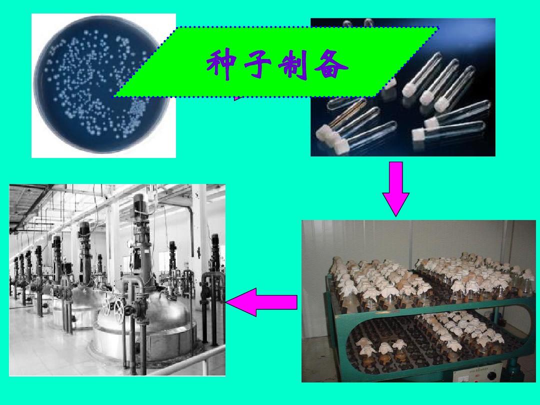 发酵工业常用的微生物菌种