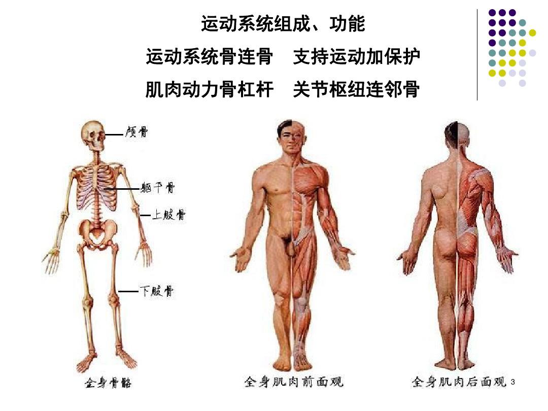 人体解剖学 PPT课件