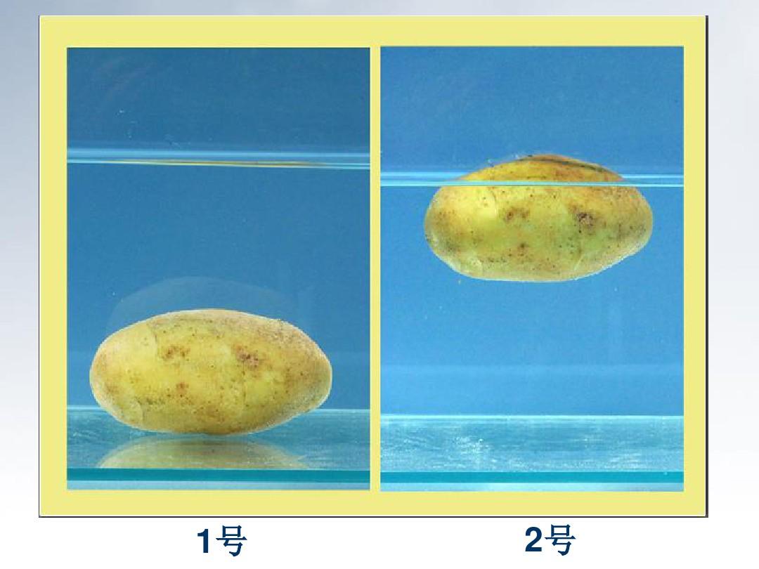 五年级科学下册 探究马铃薯沉浮的原因课件1 教科版