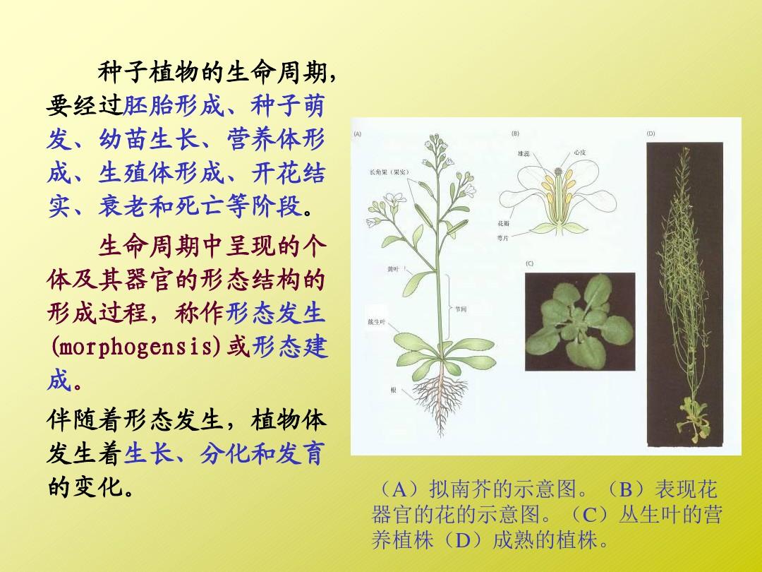 第八章 植物的生长生理1