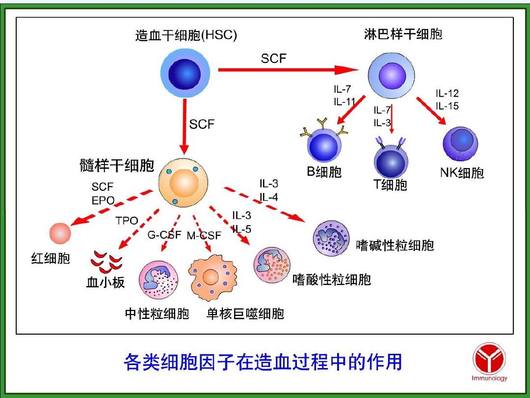 免疫细胞 PPT
