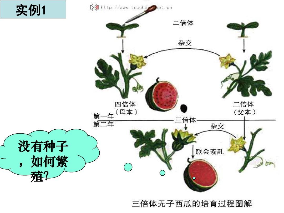 2.1.2植物细胞工程的实际运用