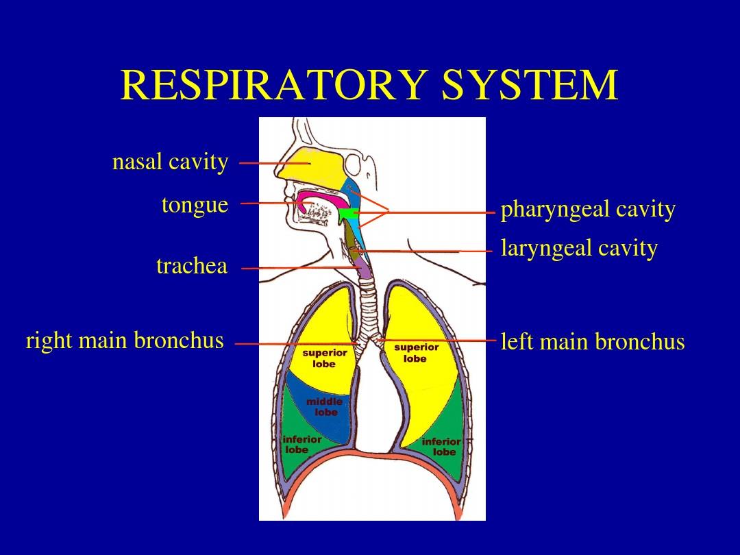 Respiratory system呼吸系统ppt