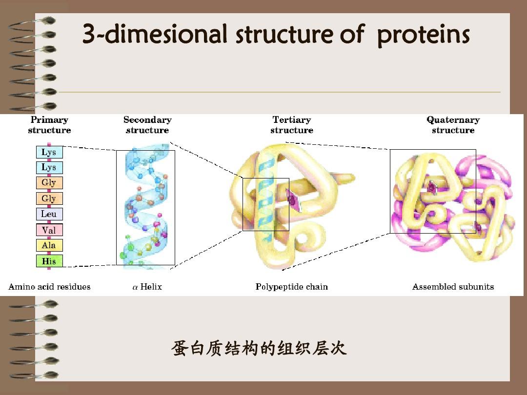 第5章_蛋白质的三维结构