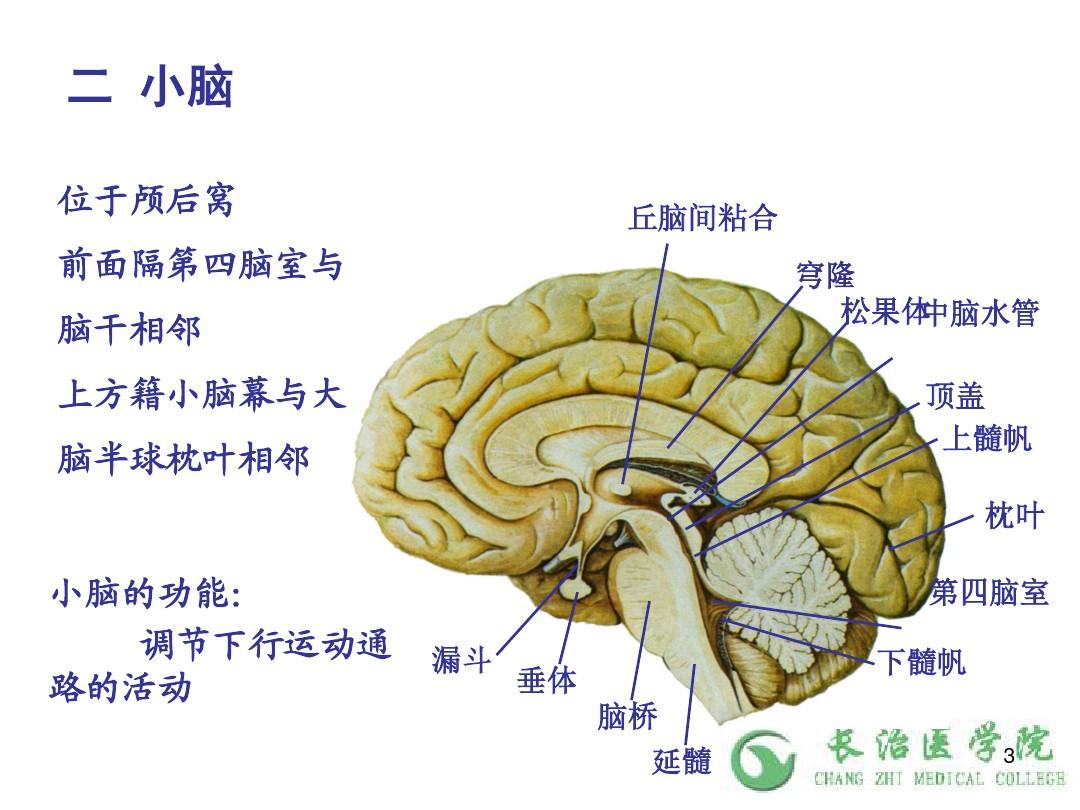 14.2人体解剖学之神经系统 第十四章 中枢神经系统 脑 小脑、间脑、端脑 课件 (8)