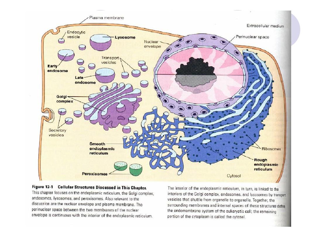 第五章  细胞内膜系统与囊泡转运