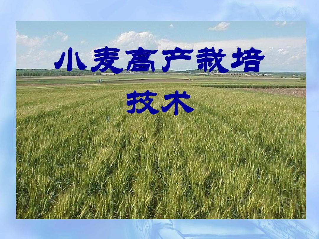 小麦高产栽培技术培训定稿版