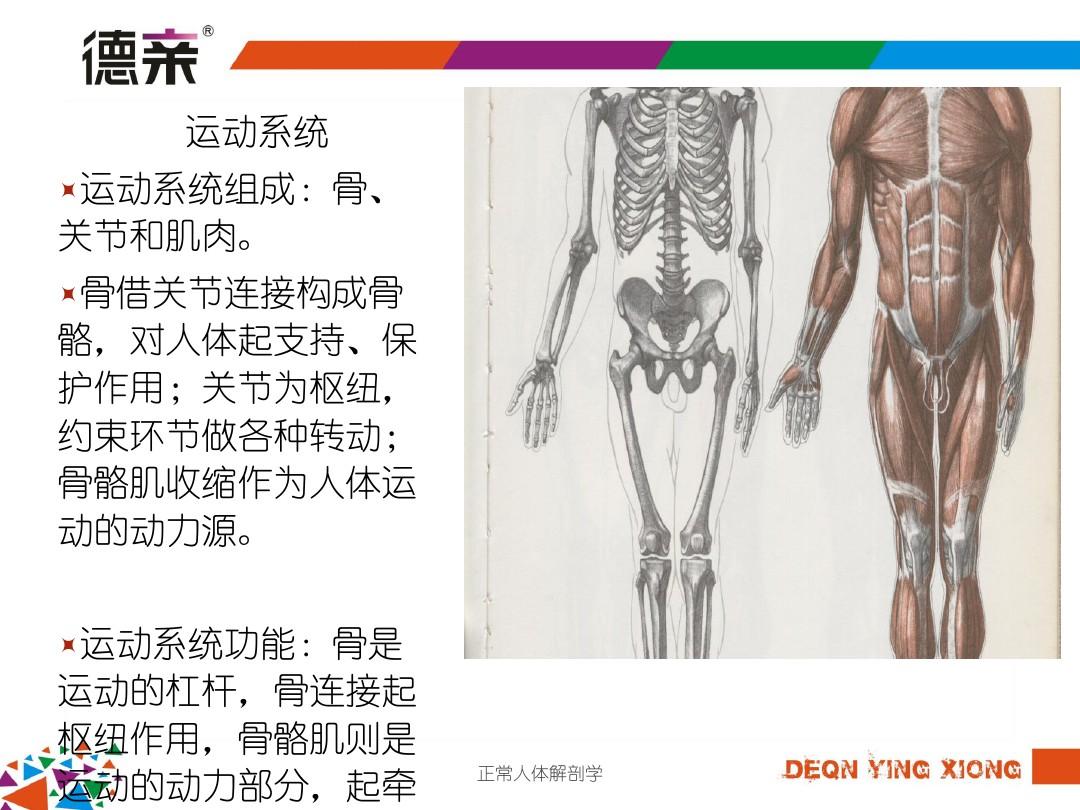 正常人体解剖学课件