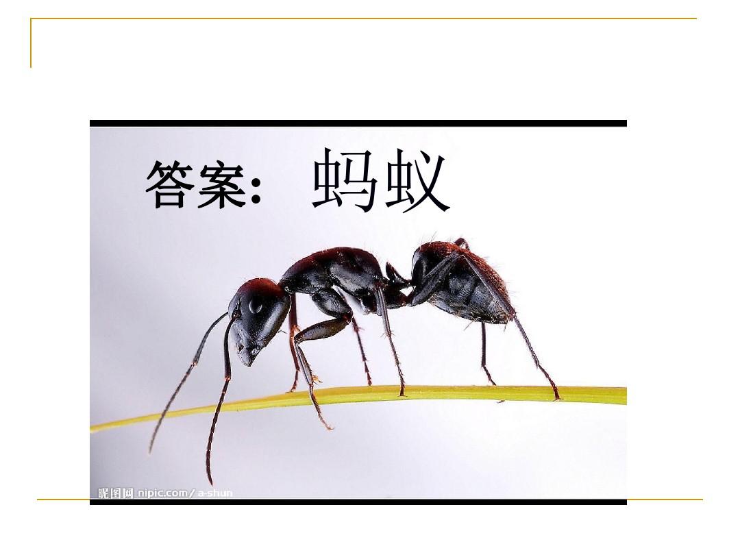 教科版三年级科学上册《蚂蚁》课件
