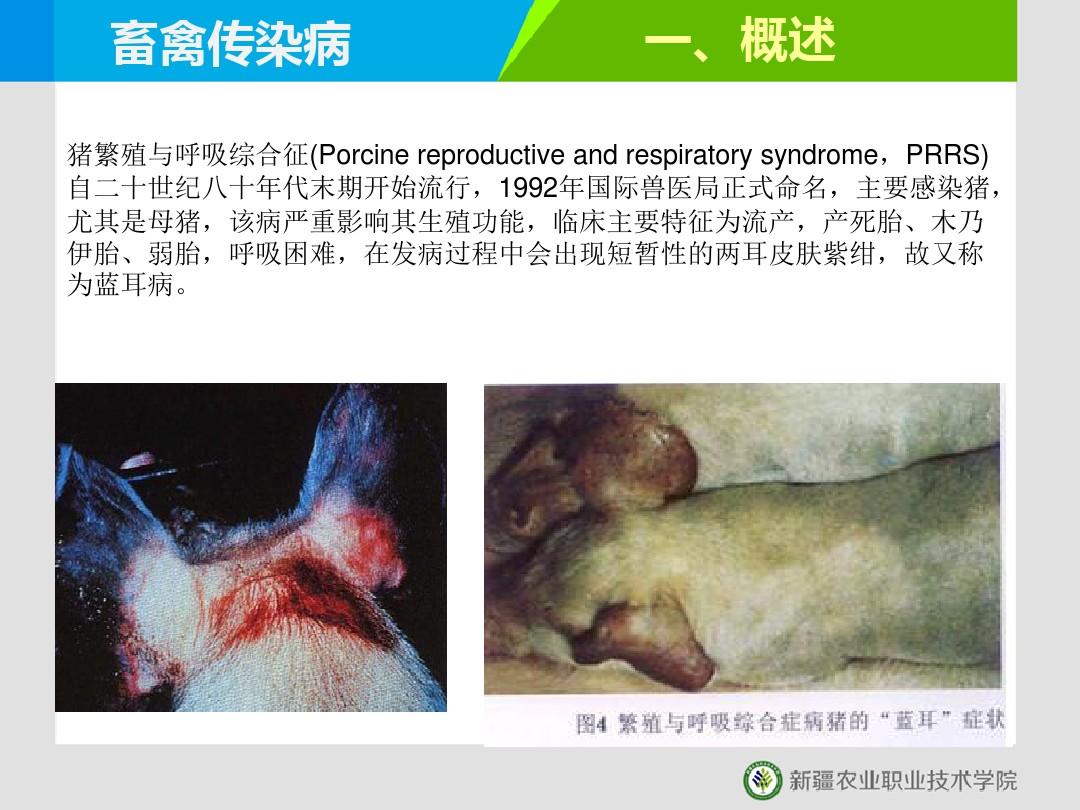 猪的繁殖与呼吸综合征(精)