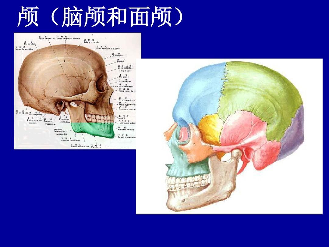 颅骨及骨连接