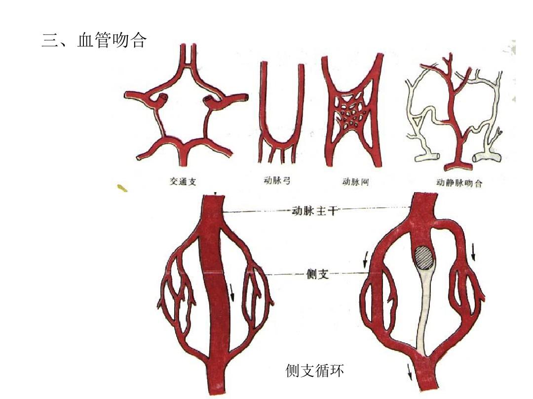 [医学]心脏解剖图