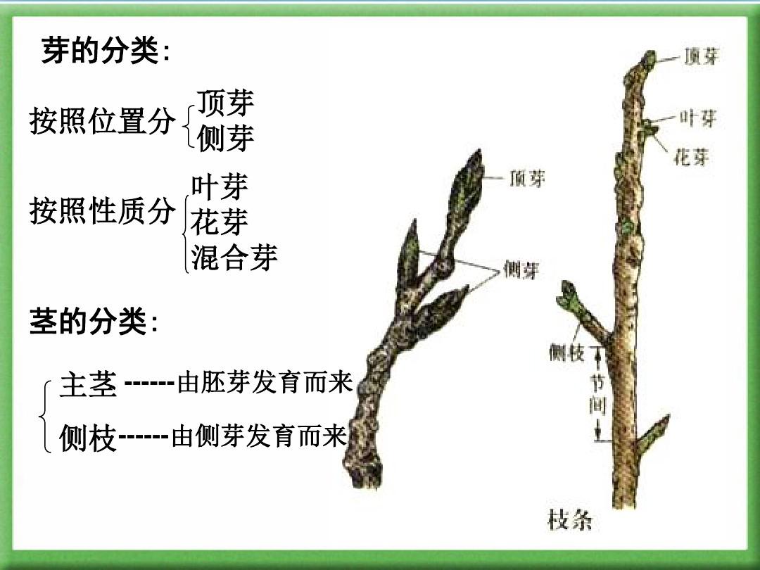 茎的形态结构与功能