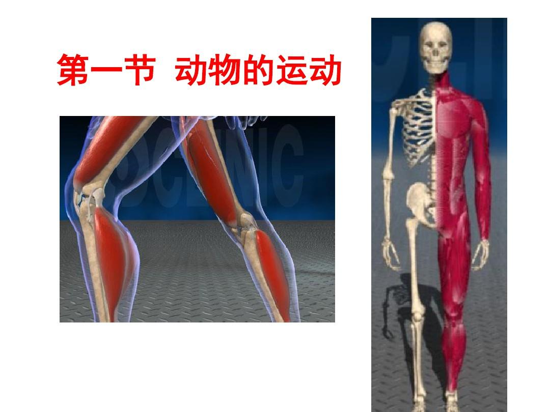 骨是人体运动系统中的重要器官)