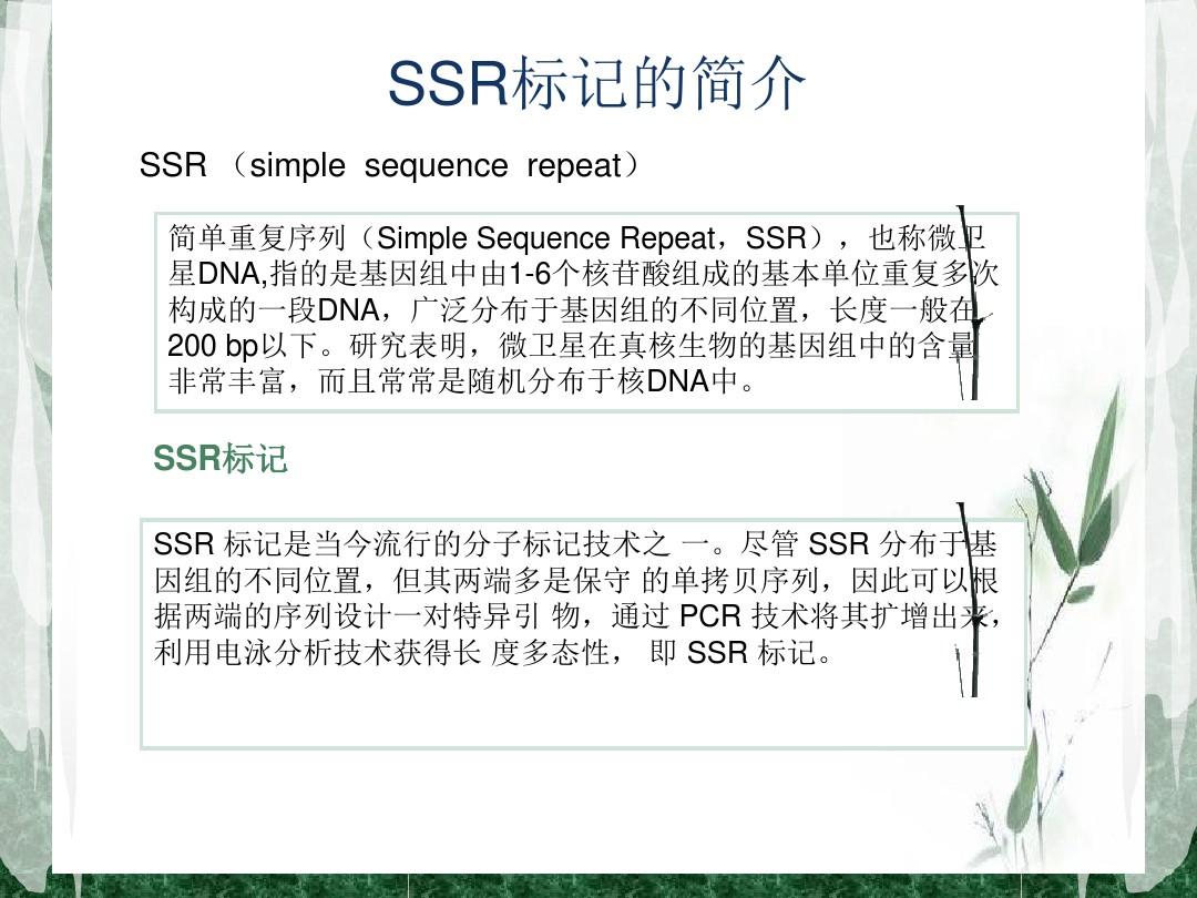 SSR分子标记技术简述