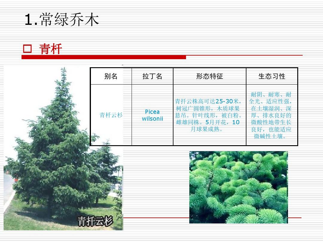 北京_园林常见树种