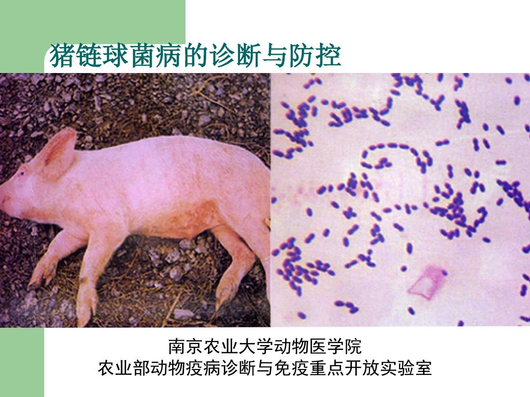 猪链球菌病的诊断与防控