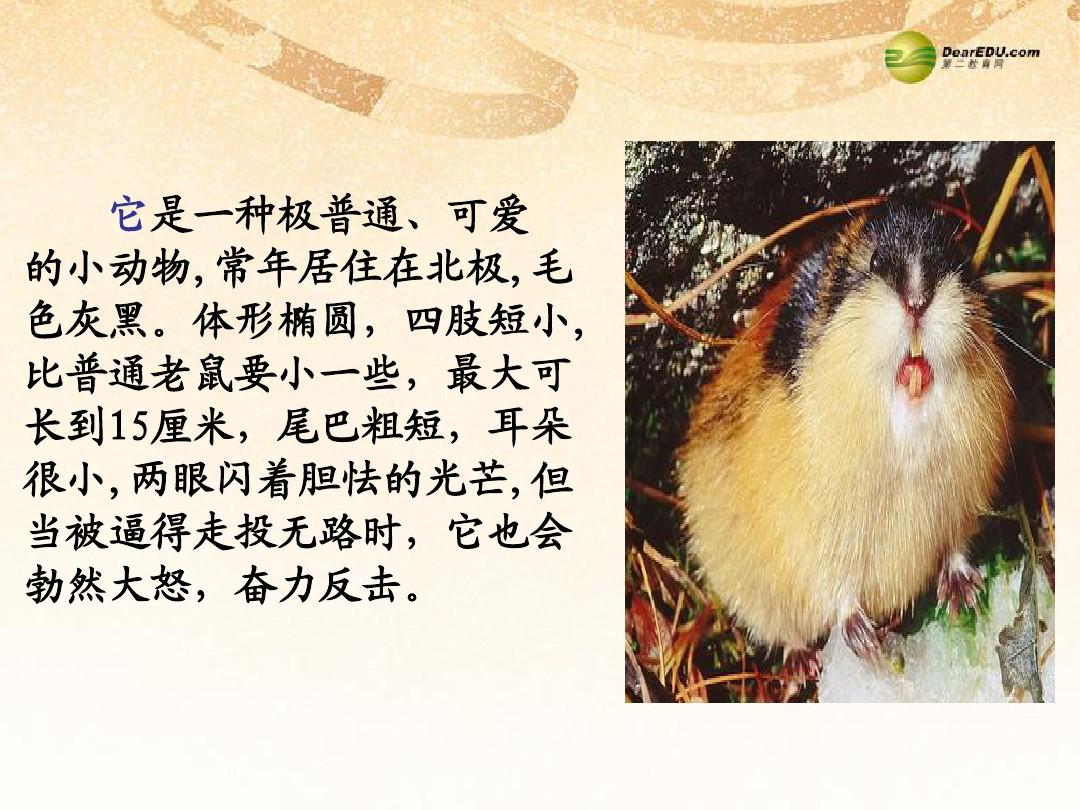 江西省安福县城关中学八年级语文下册《第13课 旅鼠之谜》课件 新人教版