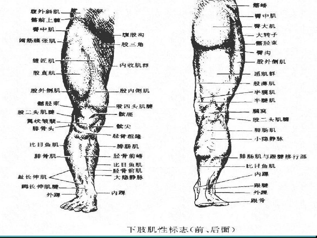 下肢骨骼与肌肉2