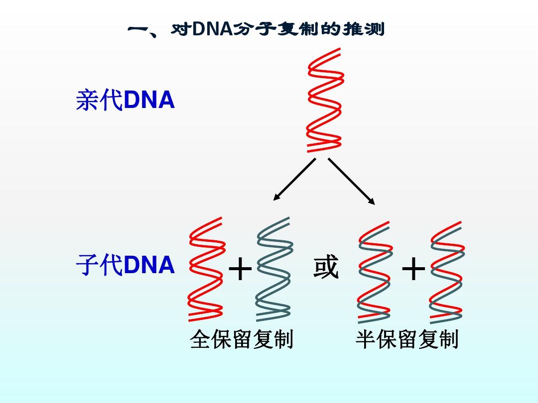 高中生物必修一《DNA的复制》(优质课)