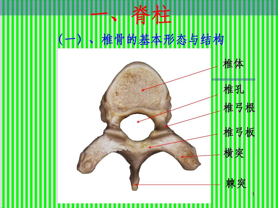 脊柱解剖图(颈胸腰椎)