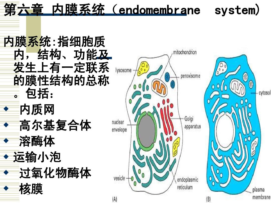细胞生物学 第六章细胞内膜系统(一)