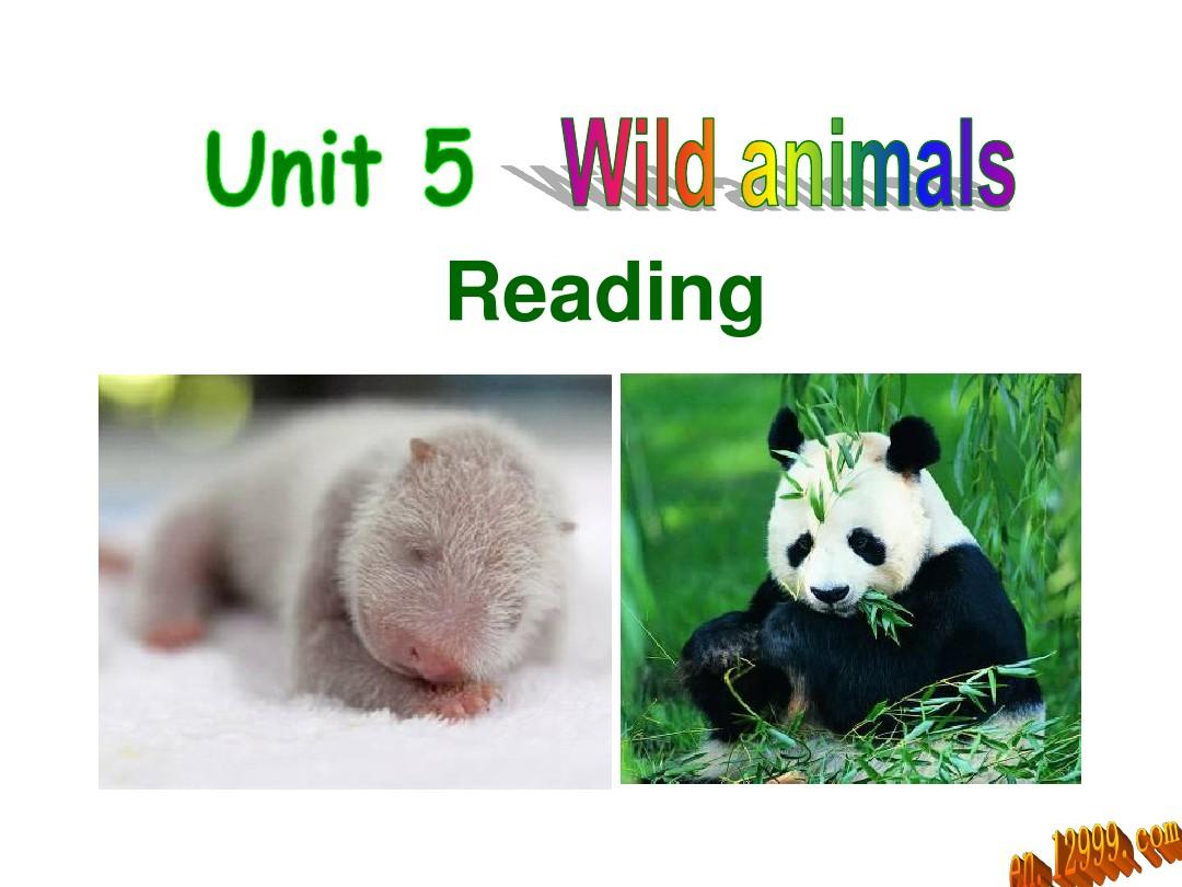 8A Unit5 Wild animals Reading课件