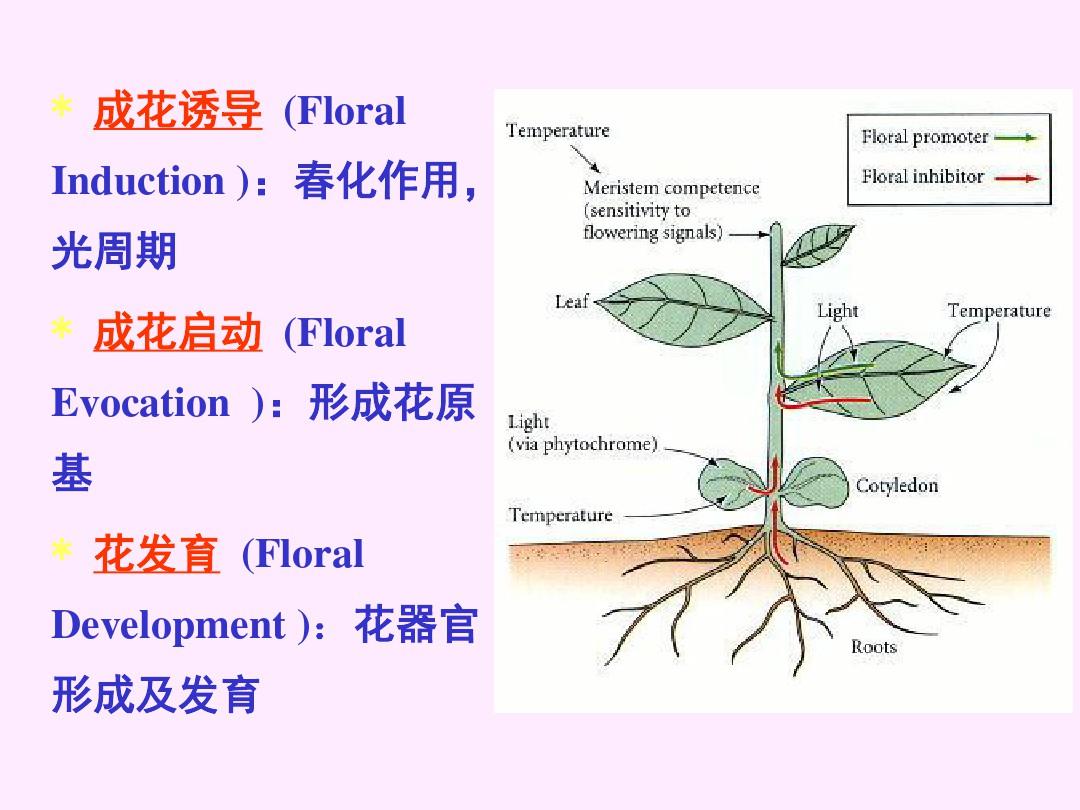 植物生理第十一章 植物的生殖生理
