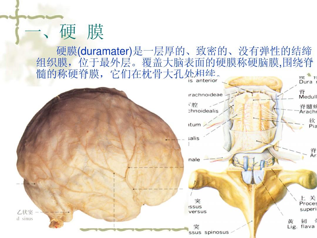 J脑和脊髓的被膜2