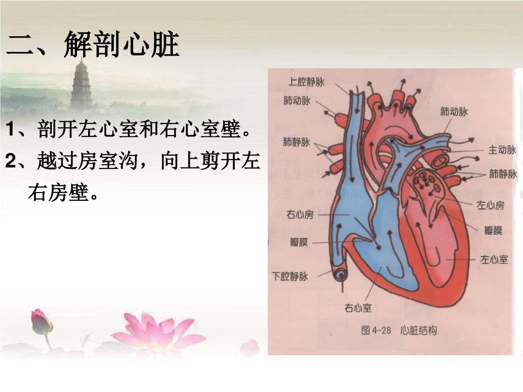 科学--解剖猪心脏 PPT