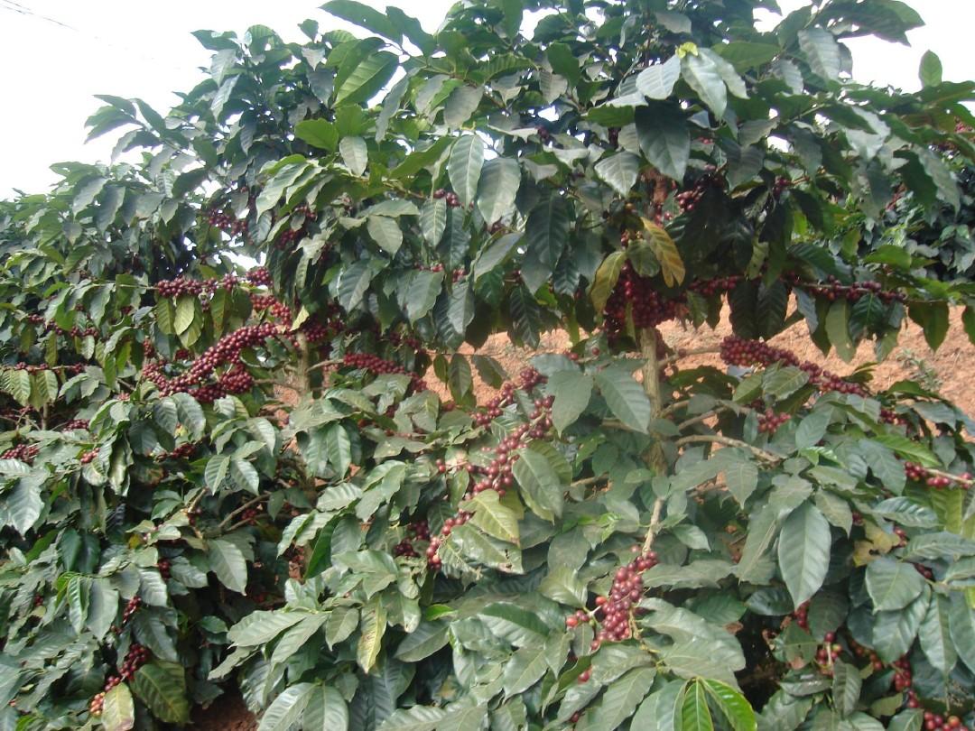 云南小粒种咖啡栽培技术