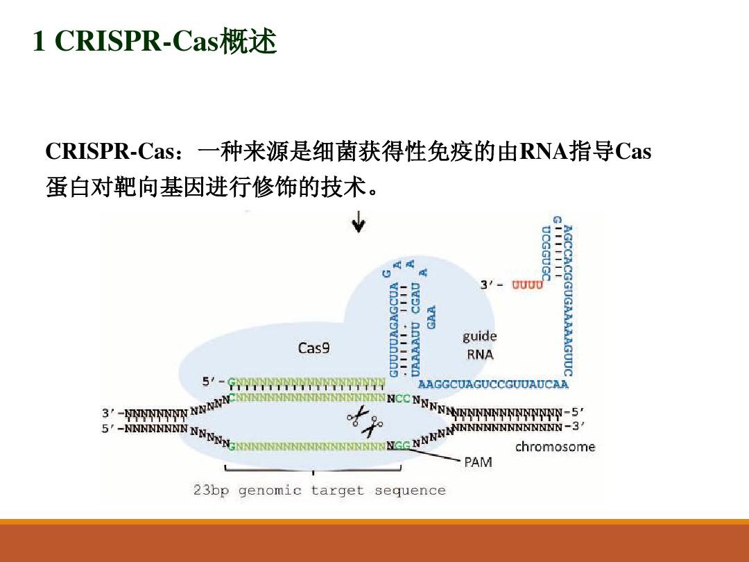 CRISPR-Cas9系统原理应用及发展