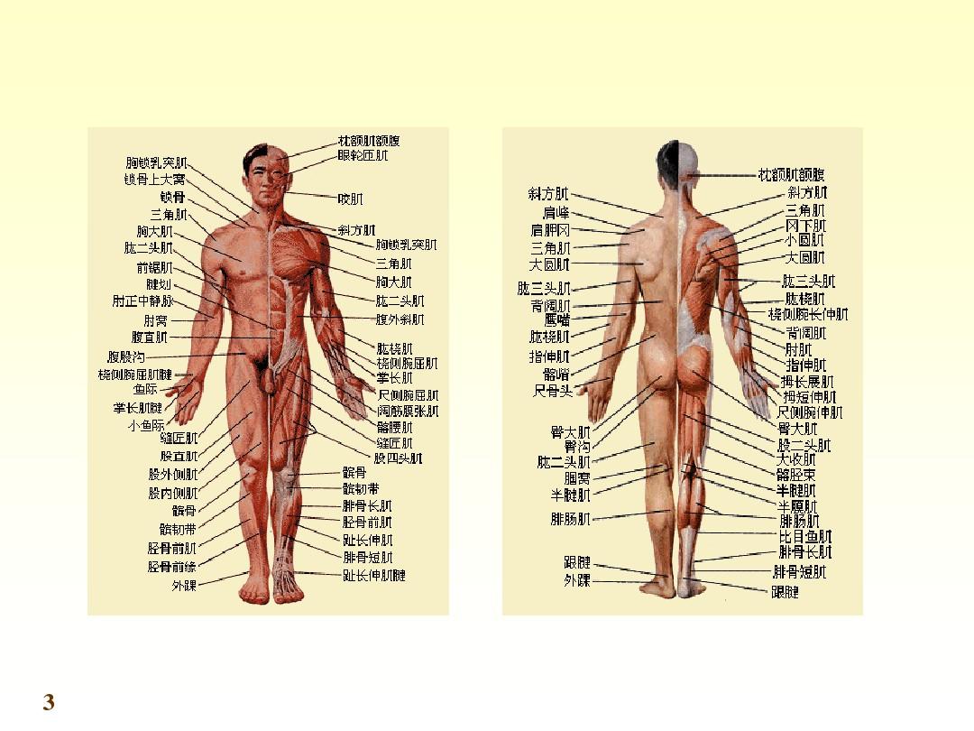 人体系统解剖教程-运动系统-肌学