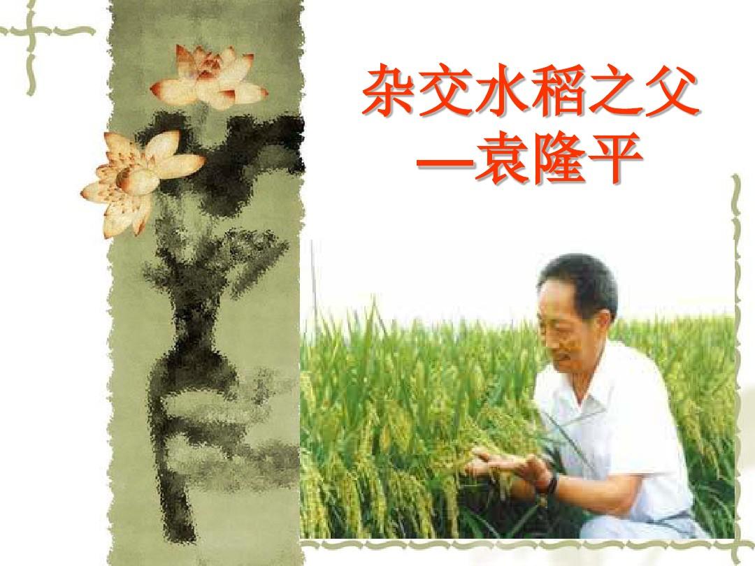 第8课《杂交水稻之父-袁隆平》课件1(语文版八上)