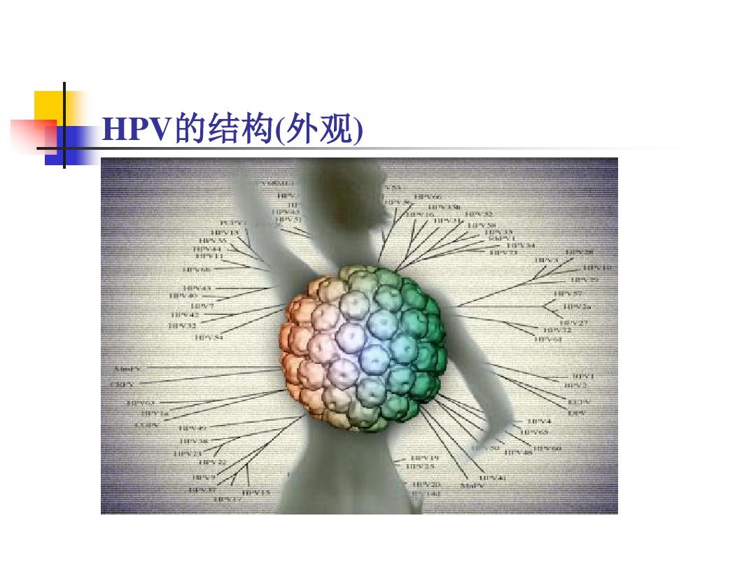 HPV的讲课资料(市级)