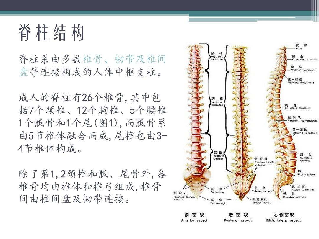 脊柱生物力学及脊柱基本结构