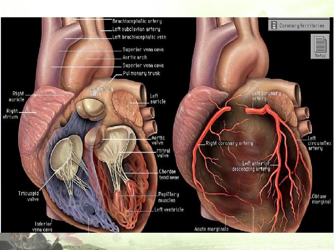 心脏基础解剖及血液循环ppt课件